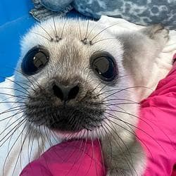 Save The Seals Base token image