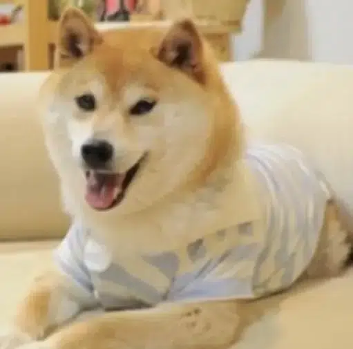 DOGUE COIN token image