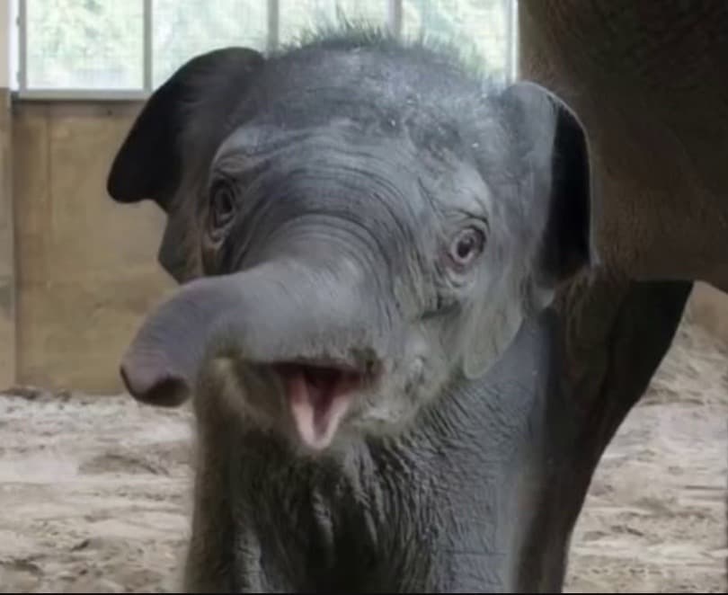 Baby Elephant Tula token image