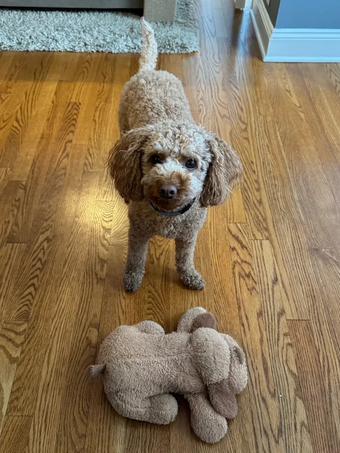 puppie token image