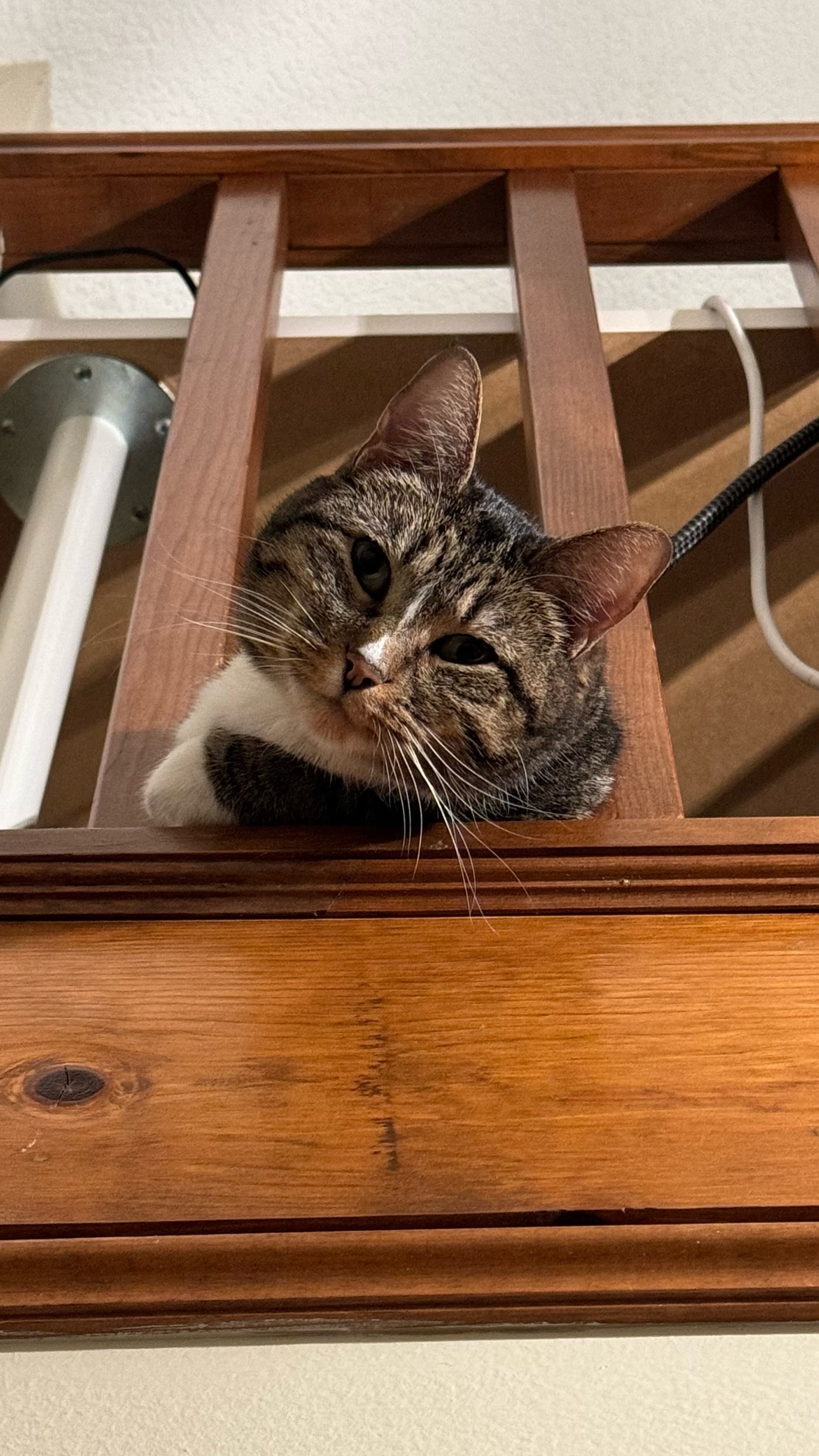 Here, Kitty! token image