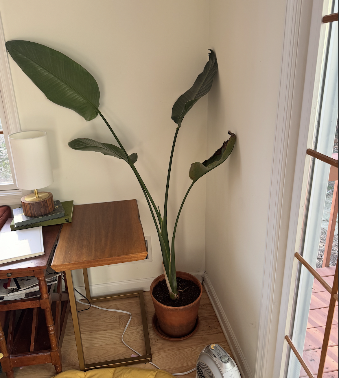 plants token image