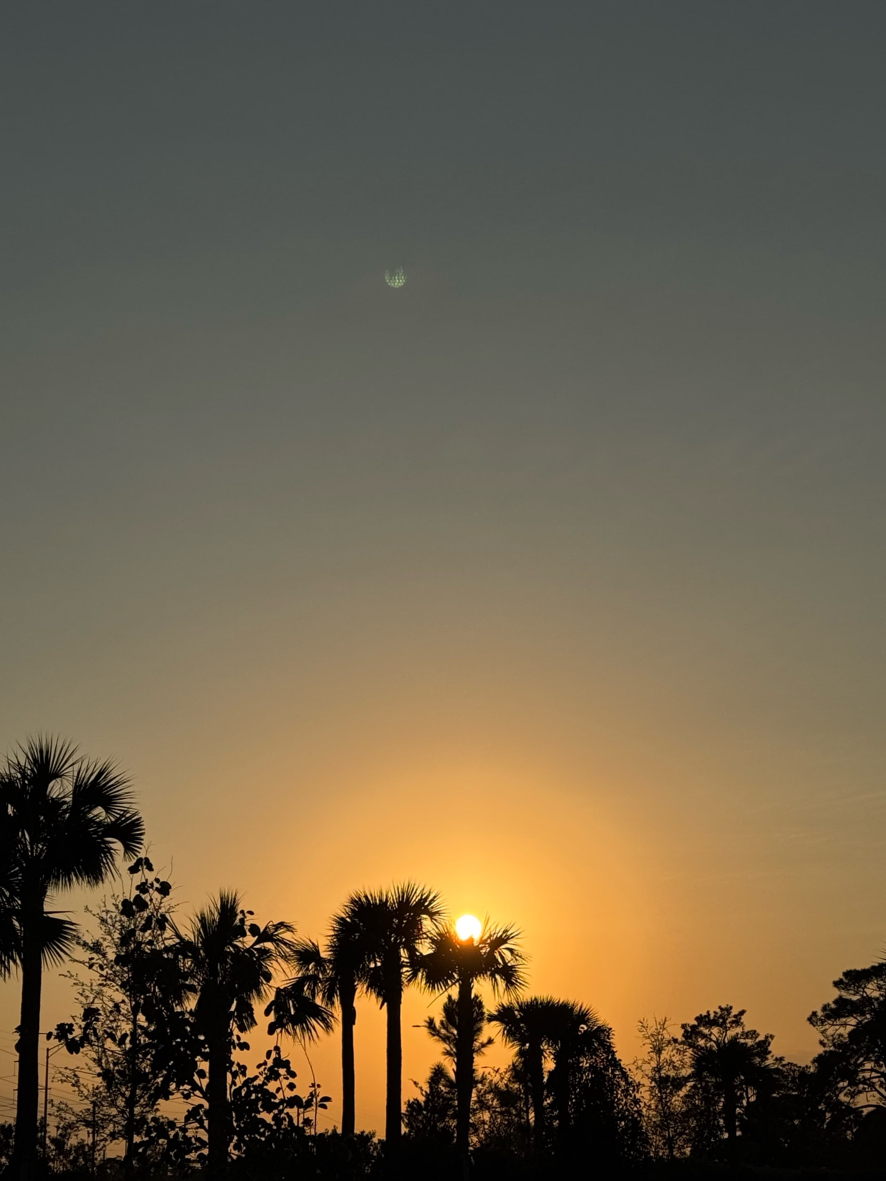 Palm Tree