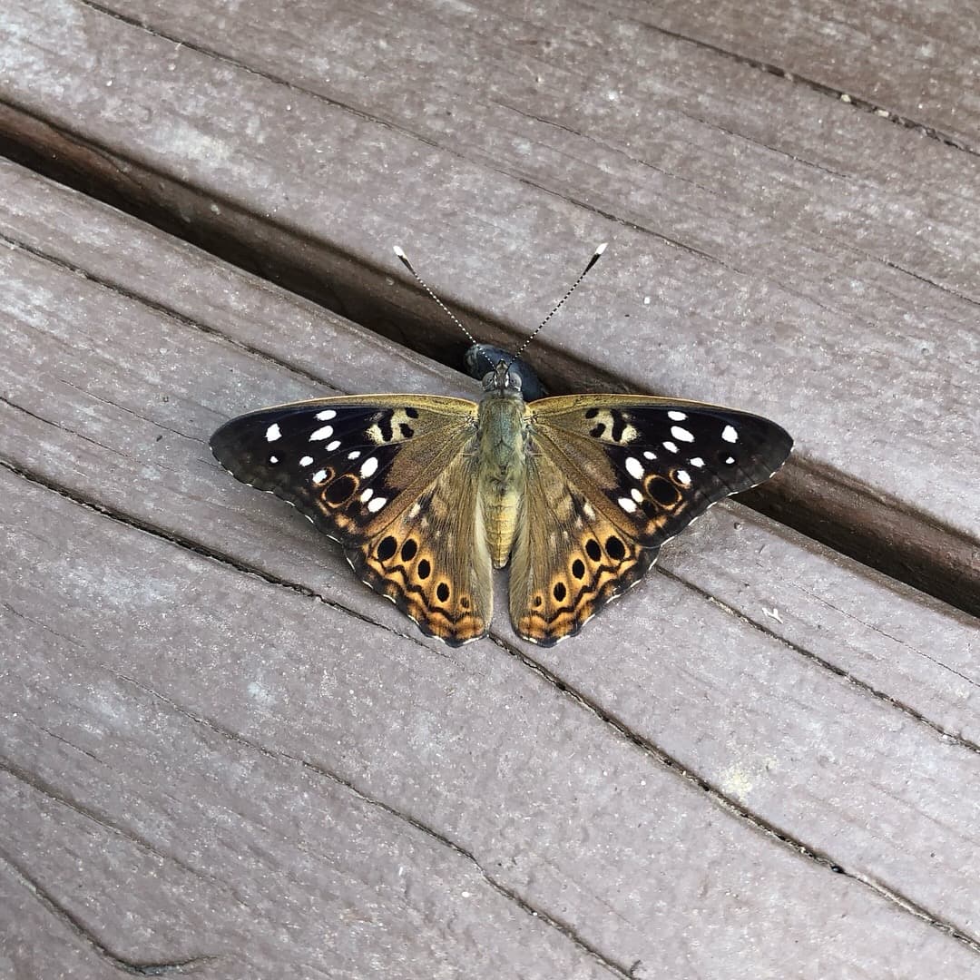 Moth token image