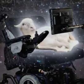 Sheephen Hawking token image