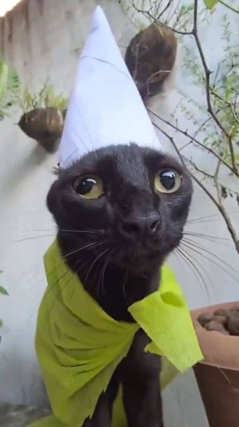 Bryan Cat token image