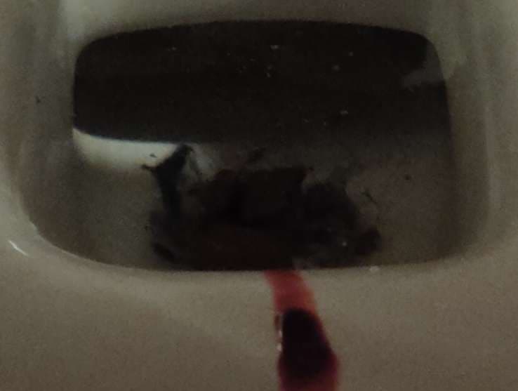 toiletwifperiodblood token image