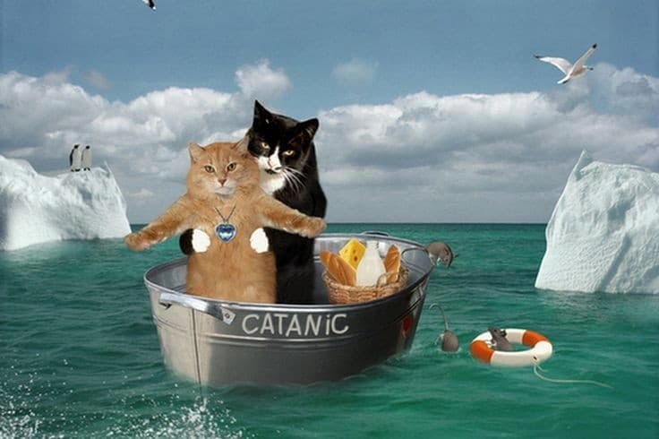 CATANIC token image