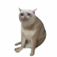 CASHCAT token image