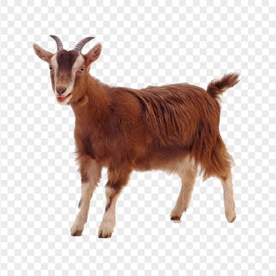 GOAT token image