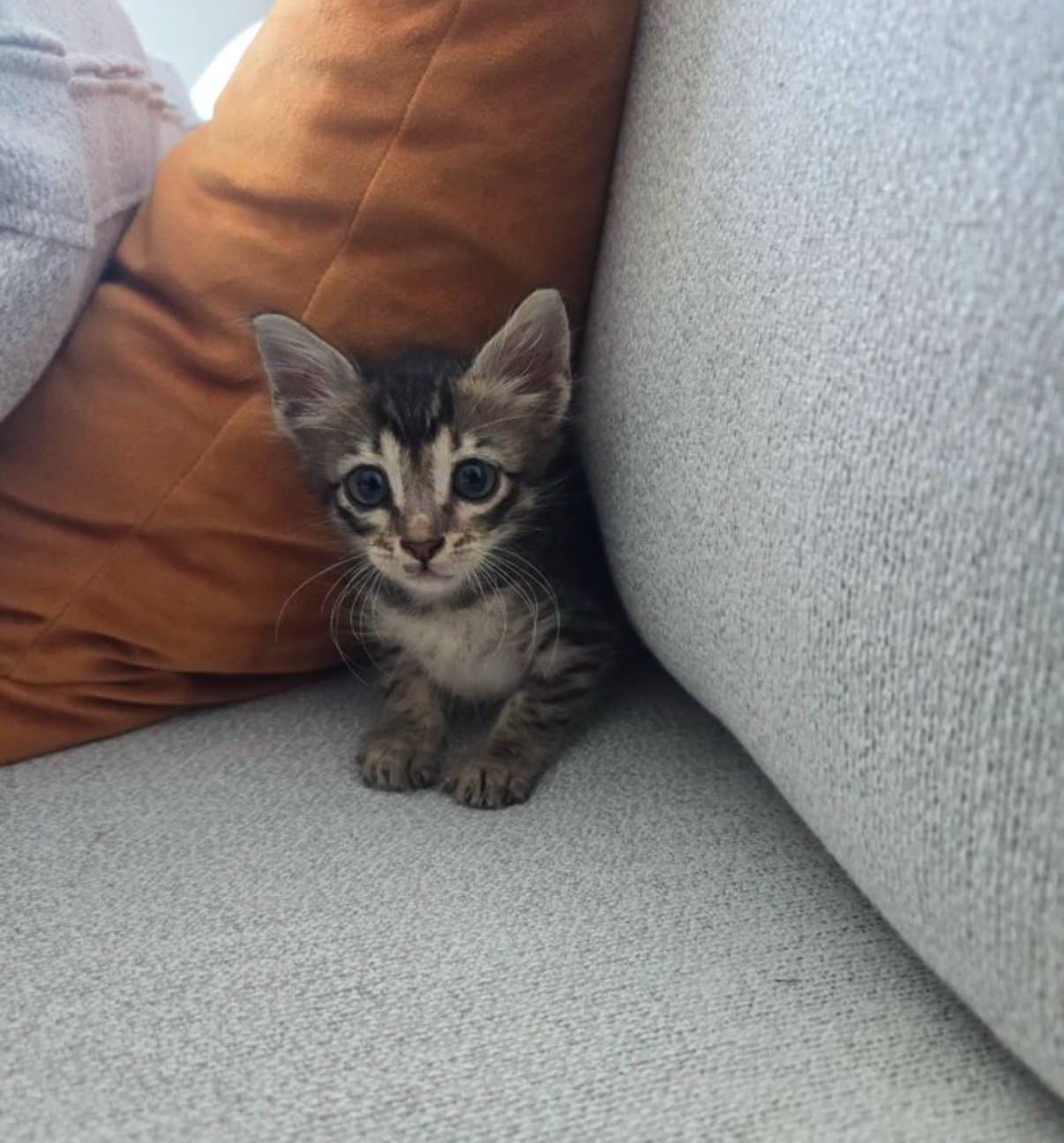 Bilbo Cat token image