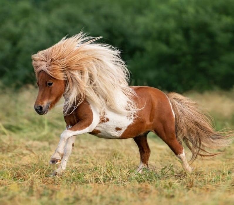 Pony token image
