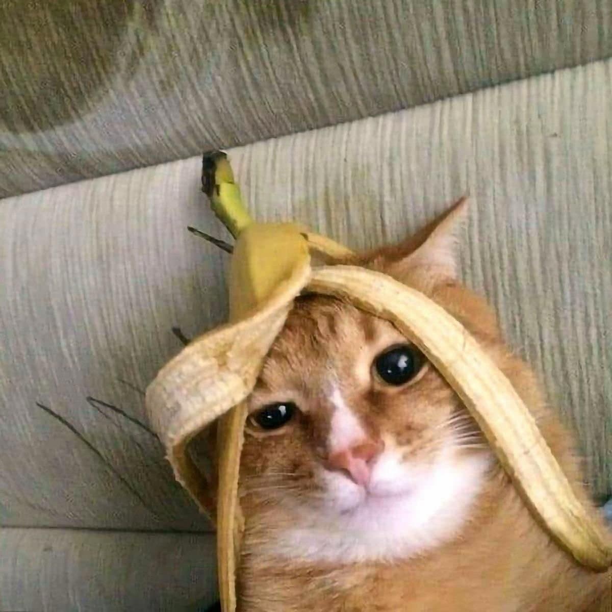 Cat wif bananas token image