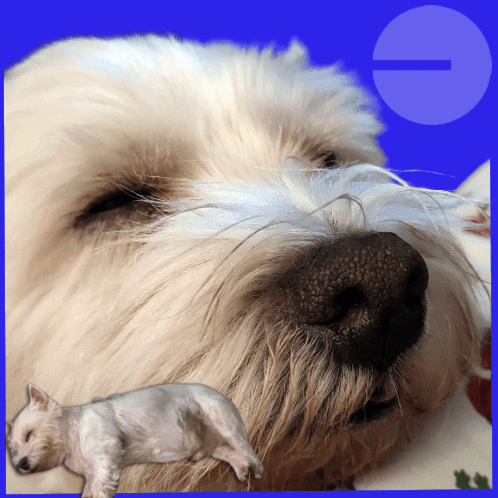 Sleeping💤Westie token image
