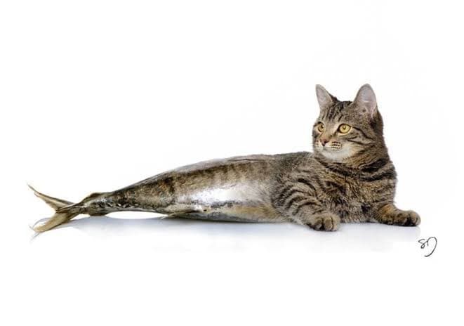 CAT AND FISH token image