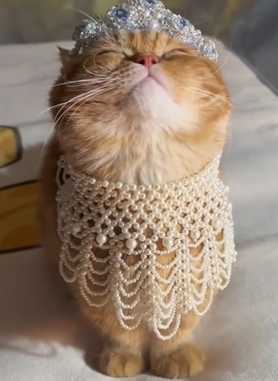 Ziggy The Kitty token image