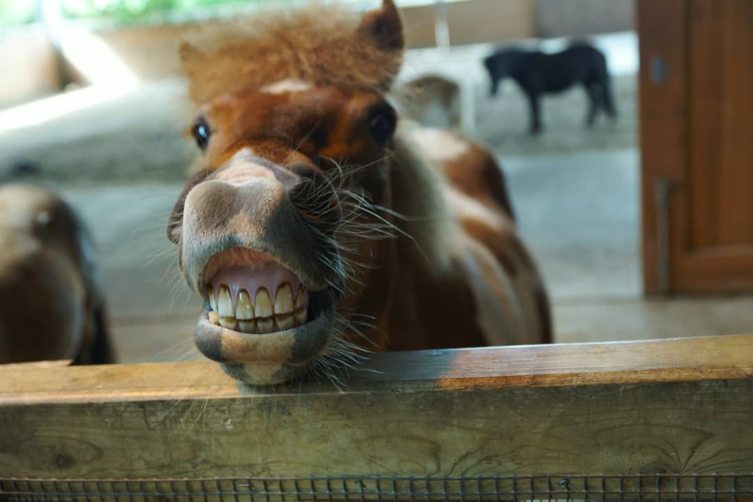 SMILE token image
