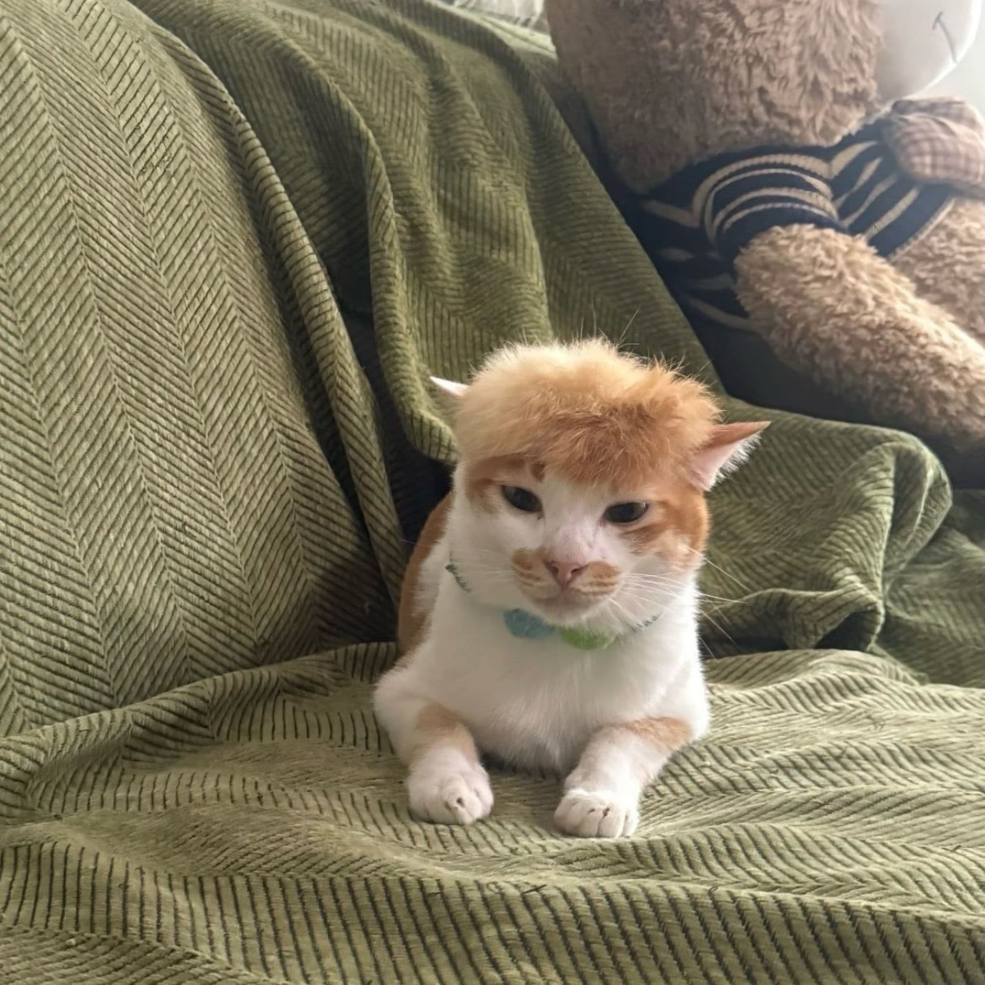 TRUMPCATZ token image
