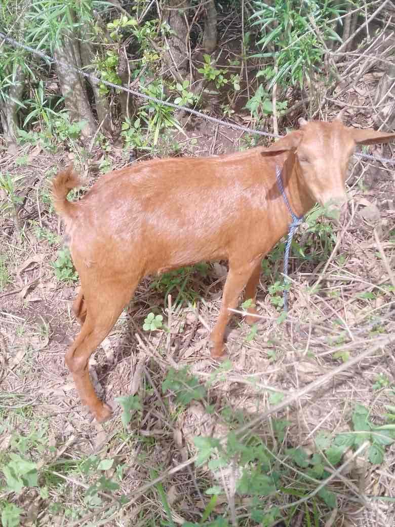 HIGHER Goat token image