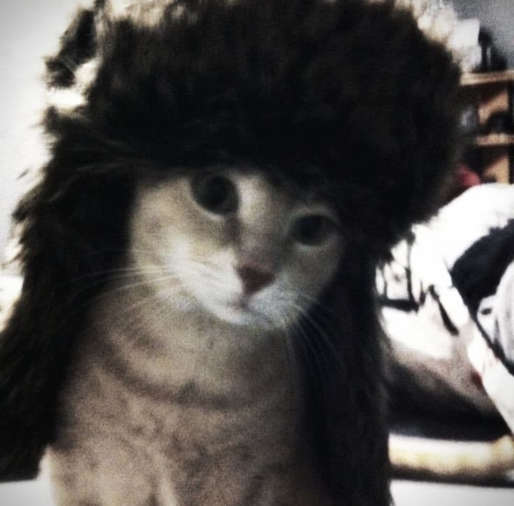 LONG HAIR CAT token image
