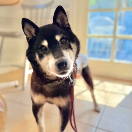 Boost Infinite Glitch token image