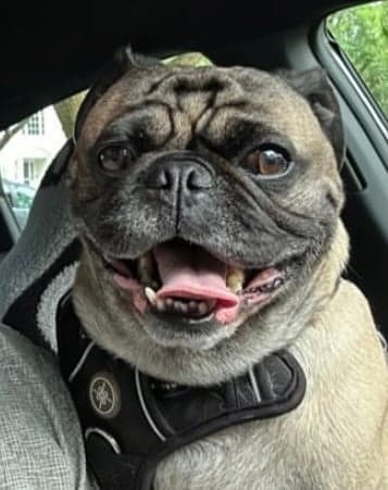 Frank token image