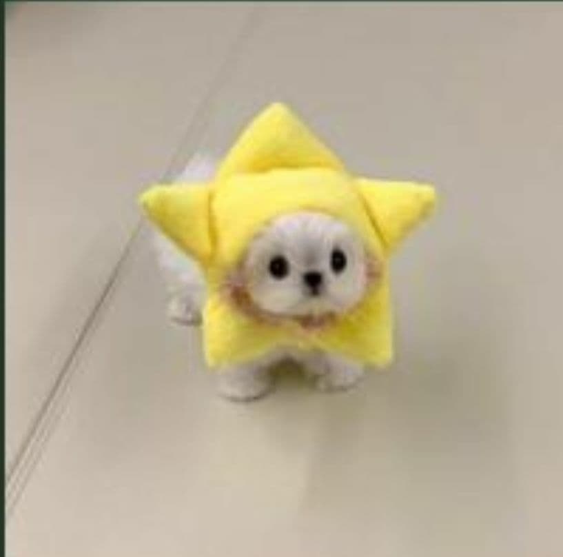 Puppy wifhat token image
