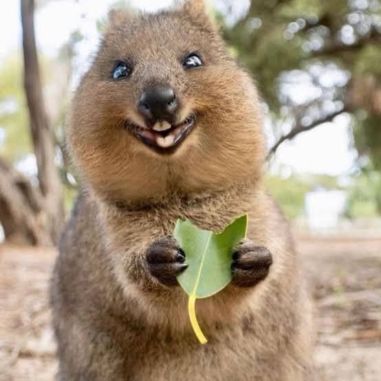 Quokka Coin token image