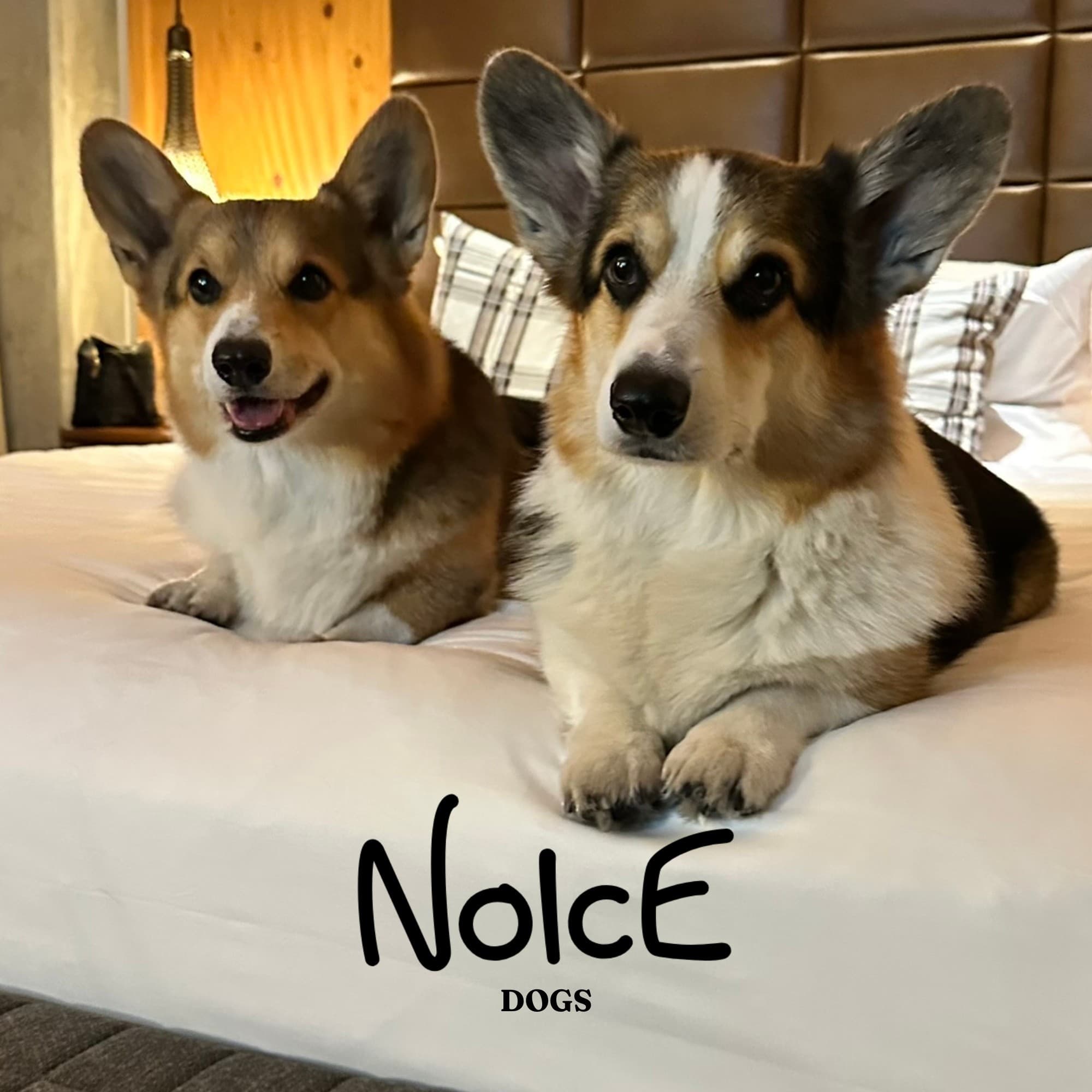Noice Dogs token image