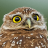 owl