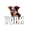 Based Yorkie token image