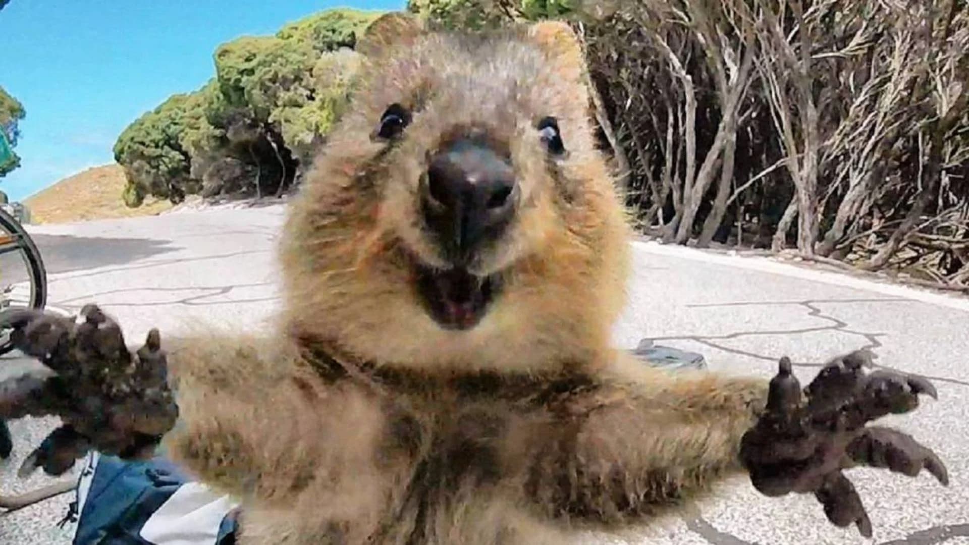 Quokka token image