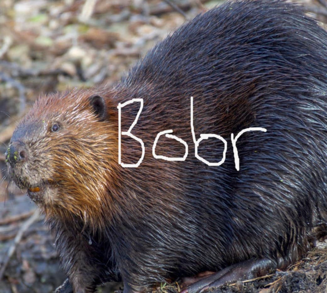 Bobr token image