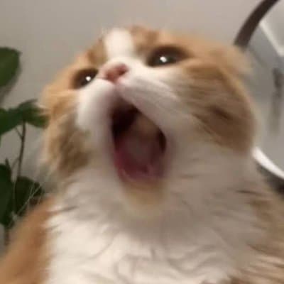 Meeeooowww token image