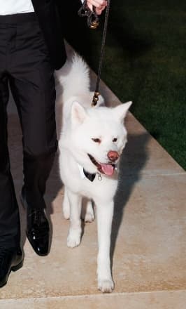 BriansSporky token image