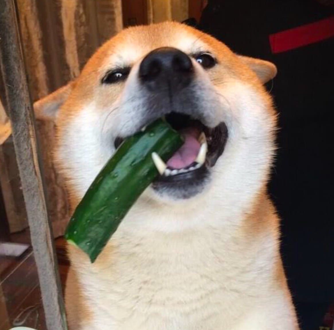 Cucumber Shib token image