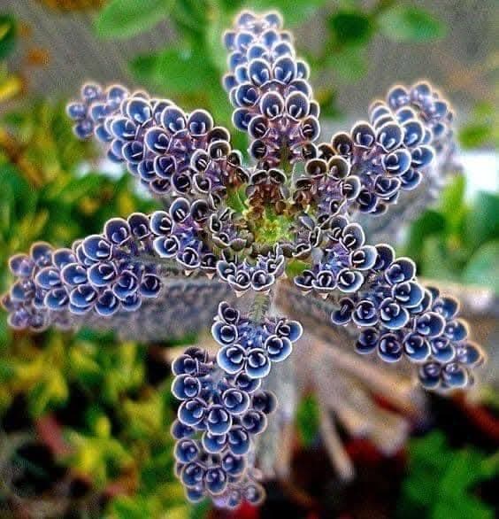 Pop Tarts token image