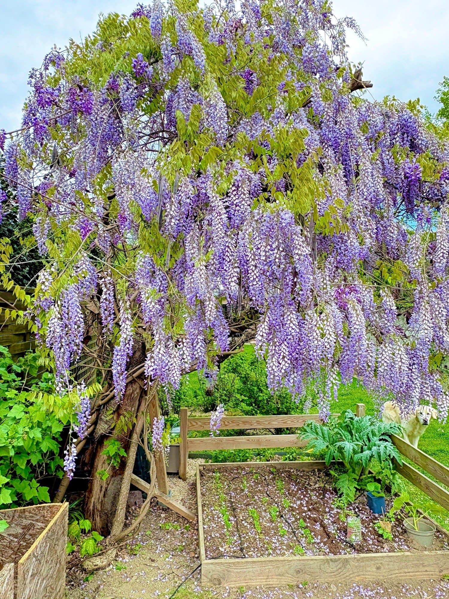 PURPLETREE token image