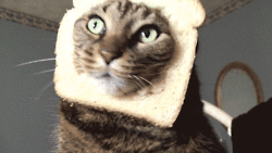 LOAFCAT token image