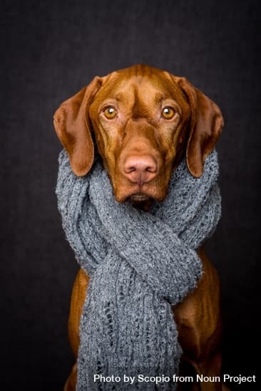 dogwifscarf token image