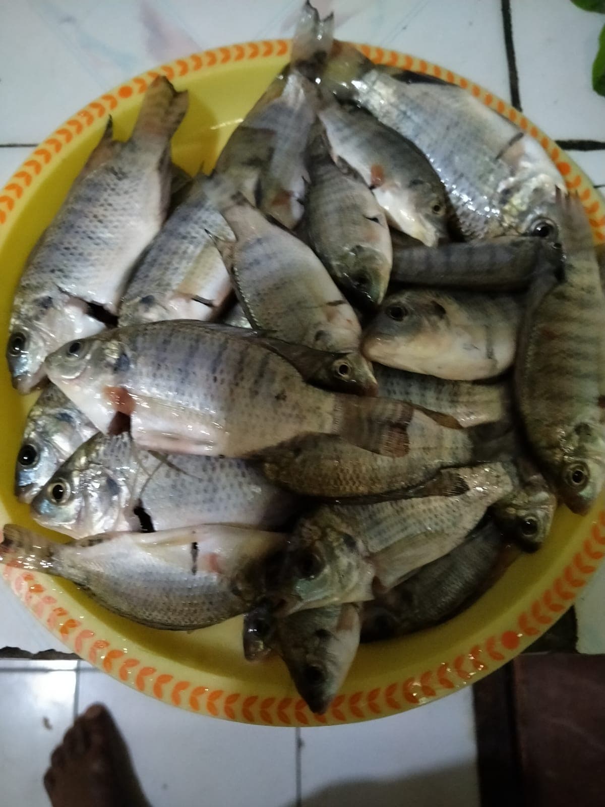 MANCING KERIBUTAN token image