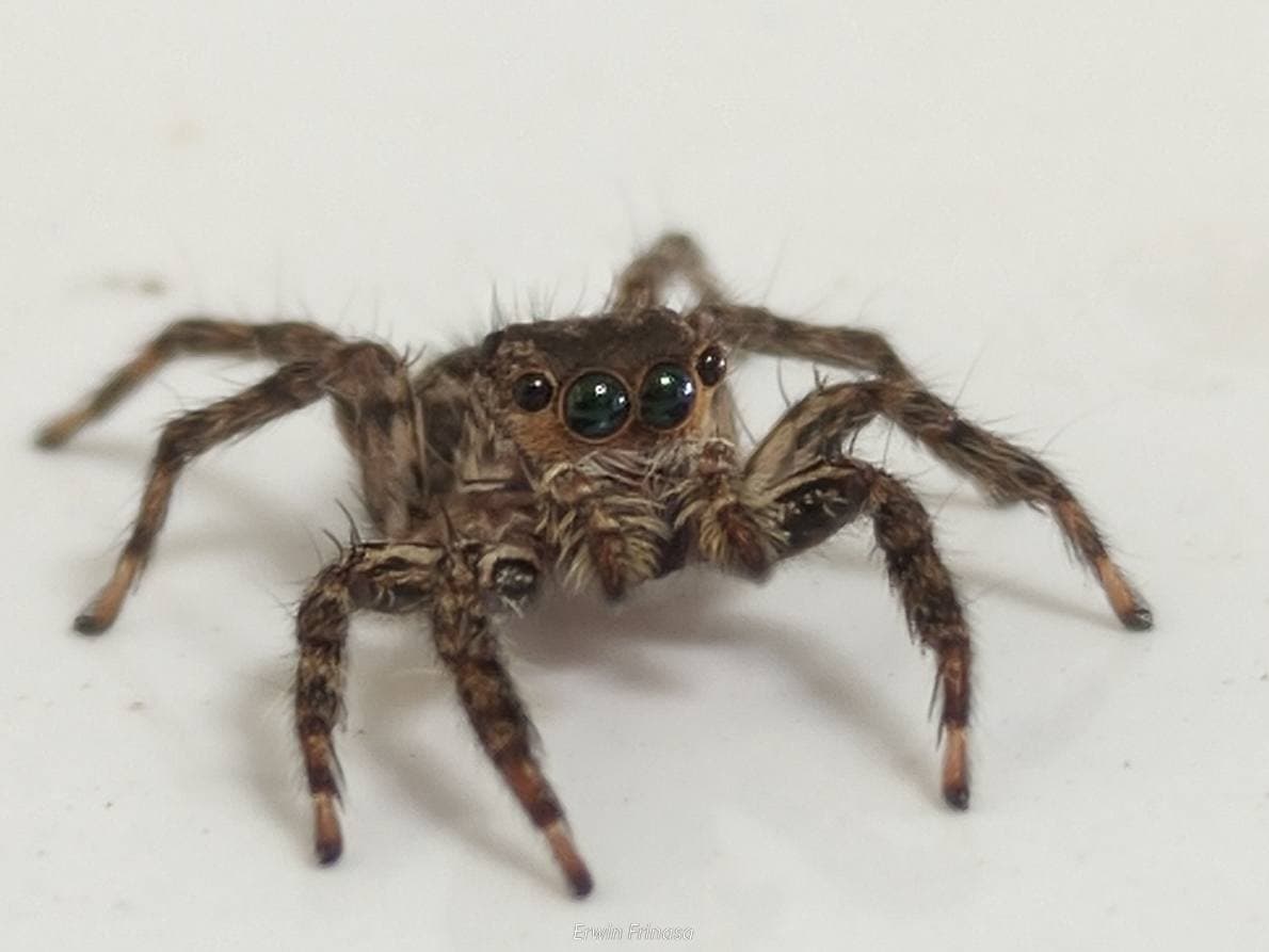 tetherium token image