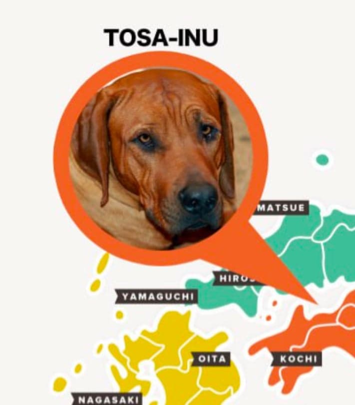 Tosa-Inu token image