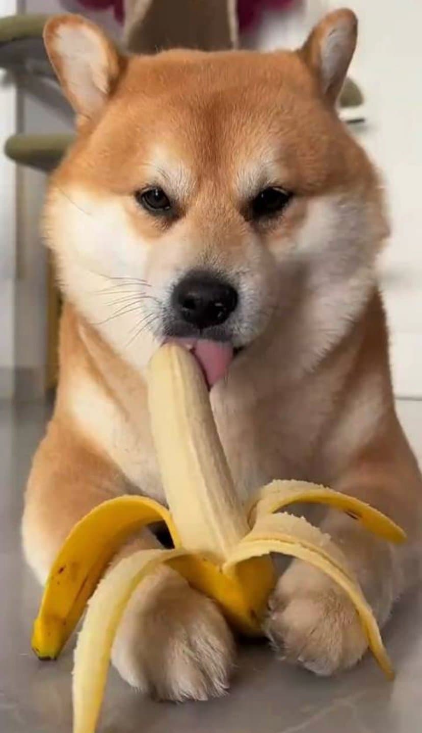 Shiba with a banana in the mouth token image