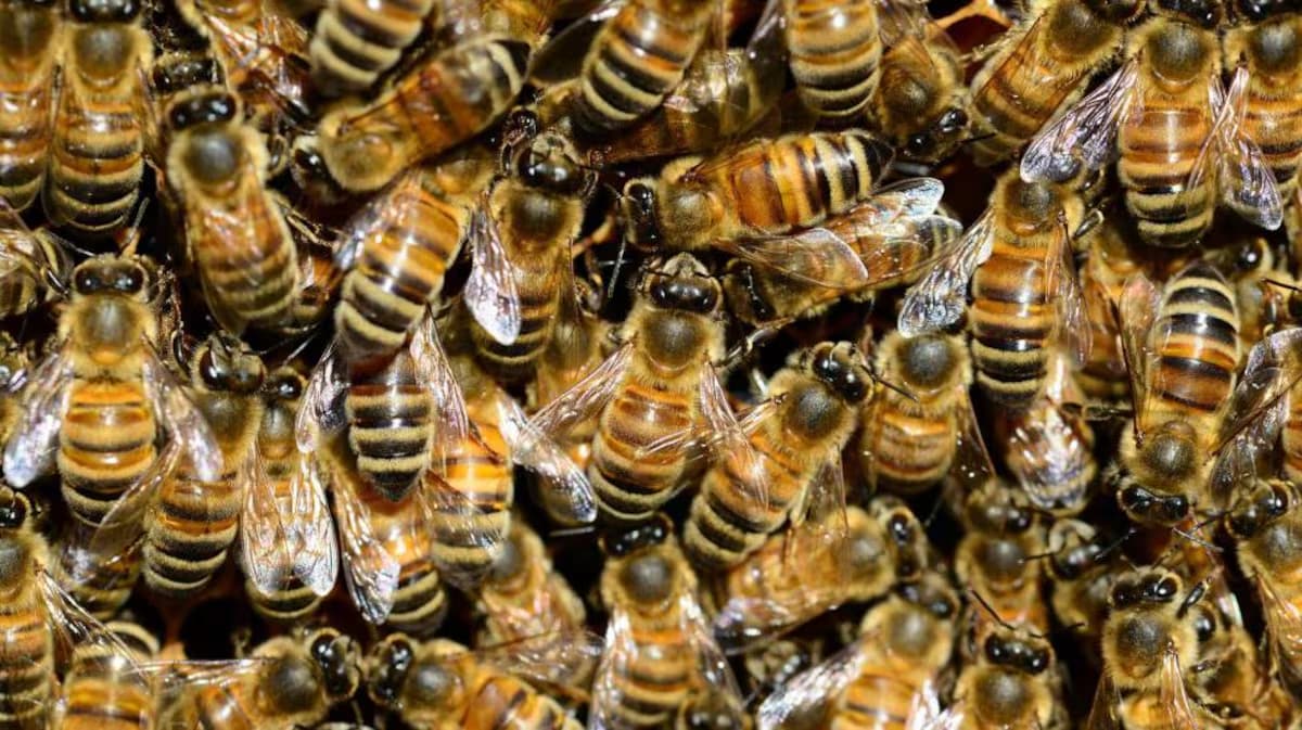 Ten Thousand Bees token image