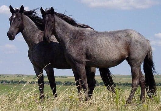 Horse token image