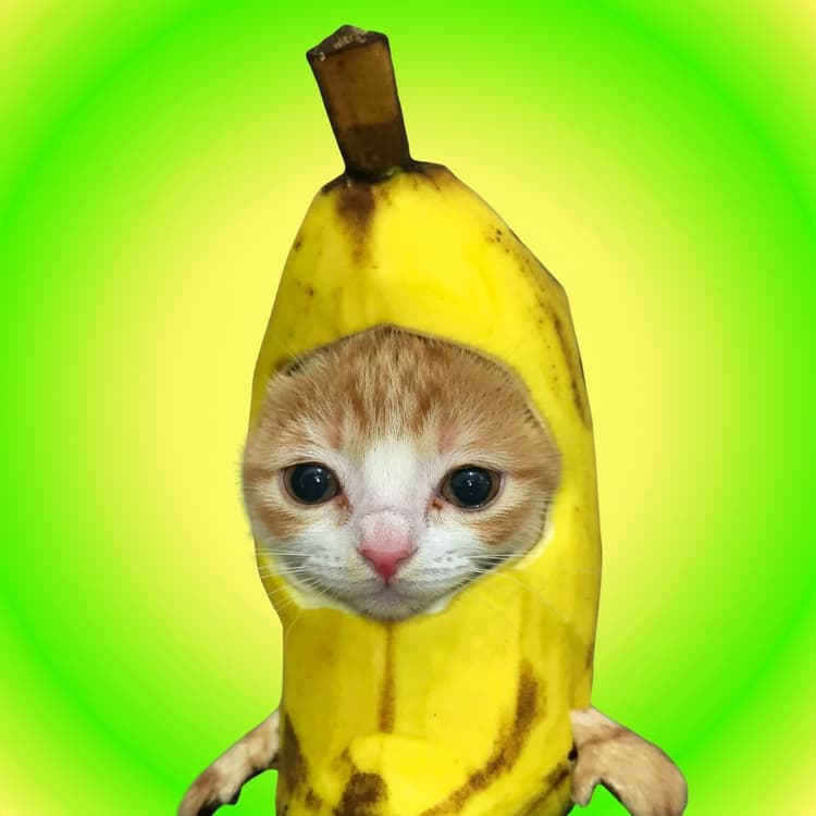 CatBan token image