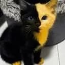 Bicat token image