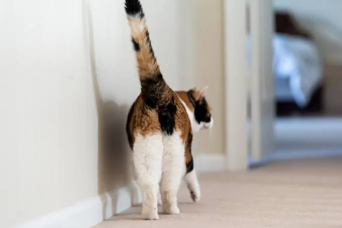 CAT FART COIN token image