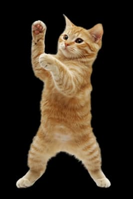 cat dance token image